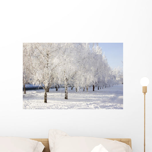 winter birch trees alley Wall Mural