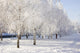 winter birch trees alley Wall Mural