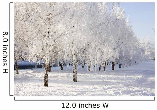 winter birch trees alley Wall Mural
