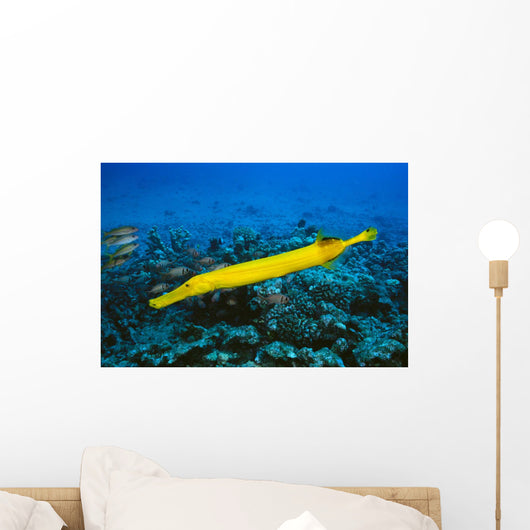 Hawaii, Yellow Trumpetfish With Coral Reef, Turquoise Ocean Wall Mural