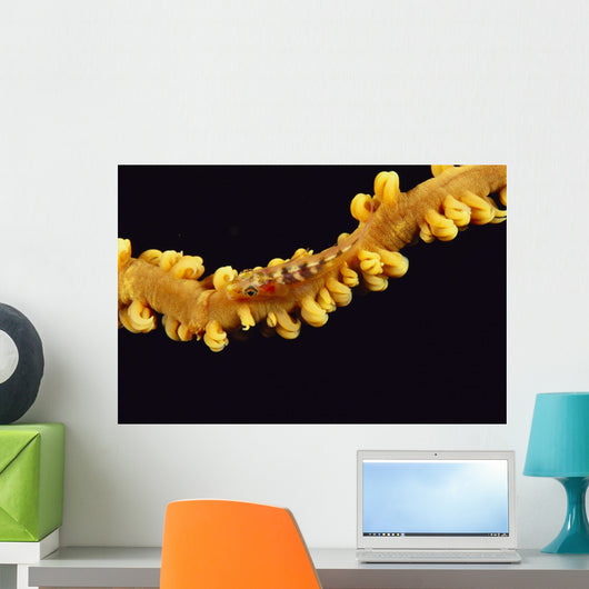 Hawaii, Goby On Wire Coral, Close Up, Black Background, Top View Wall Mural