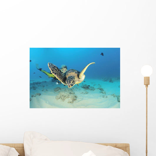 Hawaii, Diver And Green Sea Turtle Swims Over Bottom Wall Mural