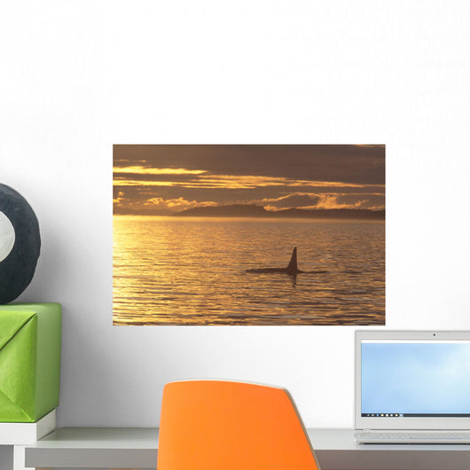 Canada, Vancouver Island, Killer Whale At Sunset Wall Mural