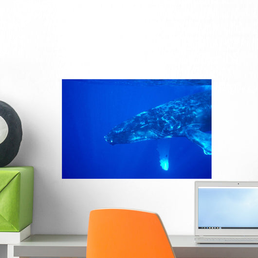 Hawaii, Close-Up Side View Of Humpback Whale Underwater Wall Mural
