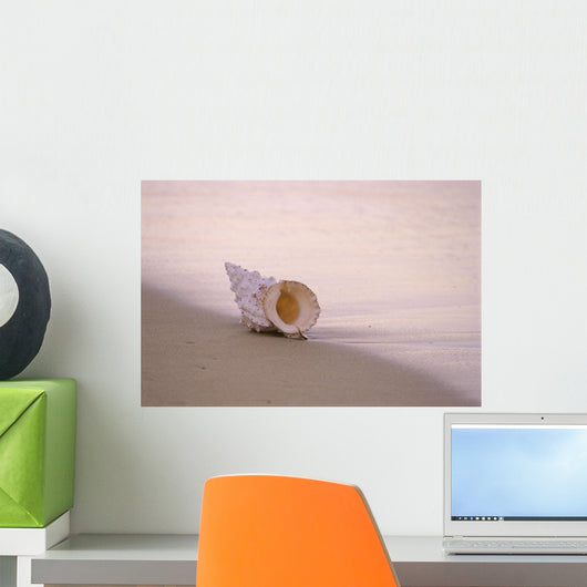 Hawaii, Detail Of Seashell Lying On Shoreline Beach At Dawn, Wet Sand Wall Mural