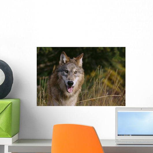 Montana, Flathead National Forest, Gray Wolf Looks Into Camera Wall Mural
