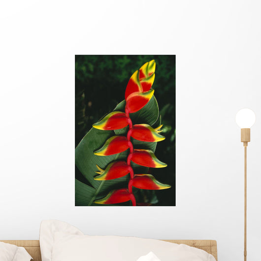 Detail Of Hanging Heliconia Against Leaf, Bright Contrasting Colors Wall Mural