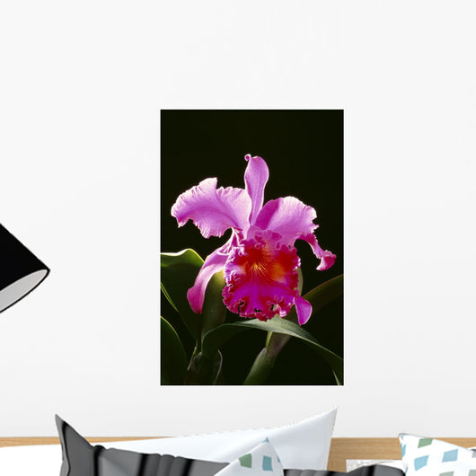 Studio Shot Of Single Purple Cattleya Orchid On Plant Wall Mural