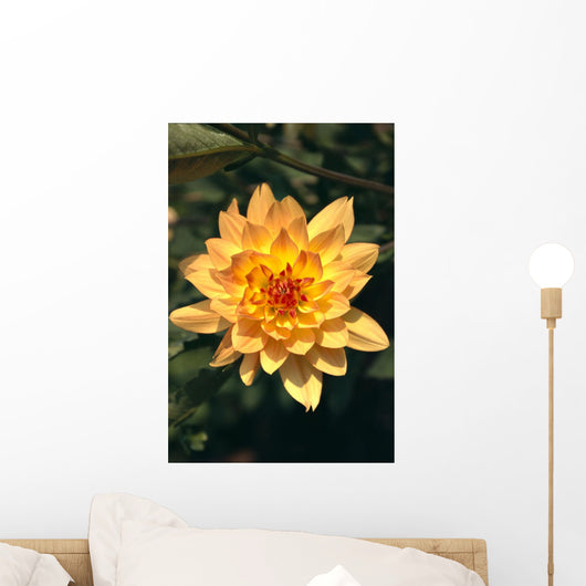 Close-Up Single Dahlia Flower Wall Mural