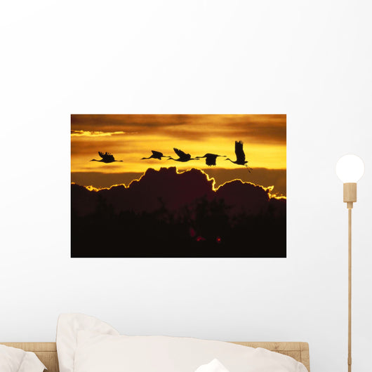 Alaska, Sandhill Crane Flying Above Clouds In Golden Sunset Sky Wall Mural