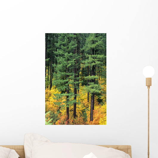 Oregon, Cascade Mountain Range, Pine Trees And Fall Colors Wall Mural