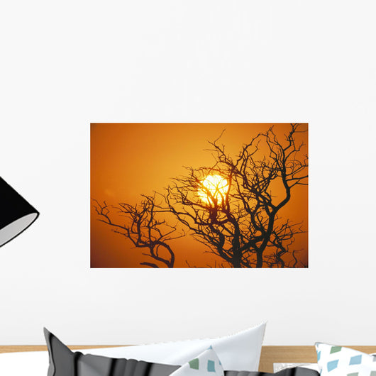 Hawaii, Branches Of Keawe Tree Silhouetted Against Sunset Wall Mural
