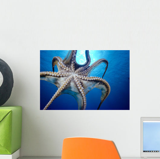 Hawaii, Day Octopus In Midwater, Underside With Sun Shining Through Wall Mural