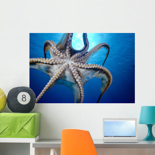 Hawaii, Day Octopus In Midwater, Underside With Sun Shining Through Wall Mural