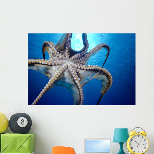 Hawaii, Day Octopus In Midwater, Underside With Sun Shining Through Wall Mural