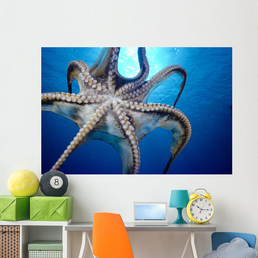 Hawaii, Day Octopus In Midwater, Underside With Sun Shining Through Wall Mural
