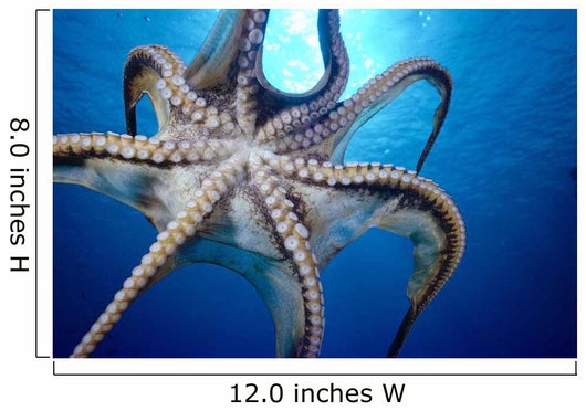 Hawaii, Day Octopus In Midwater, Underside With Sun Shining Through Wall Mural