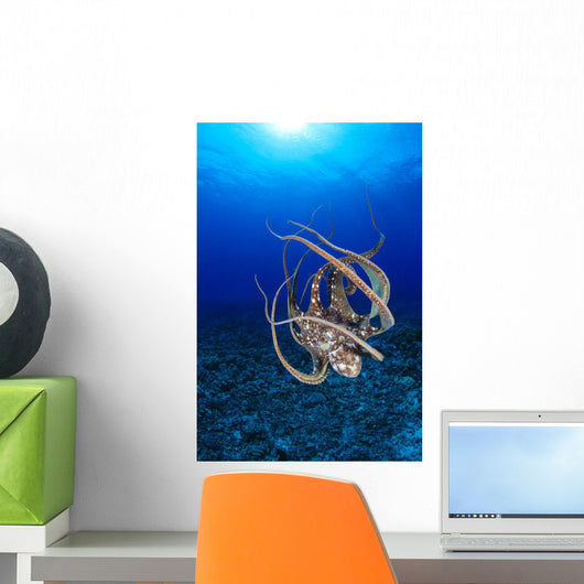 Hawaii, Day Octopus Floating To Reef Bottom, Sunburst Wall Mural