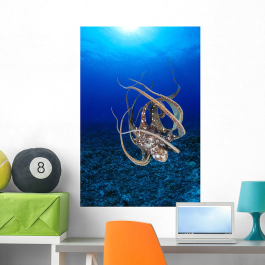 Hawaii, Day Octopus Floating To Reef Bottom, Sunburst Wall Mural