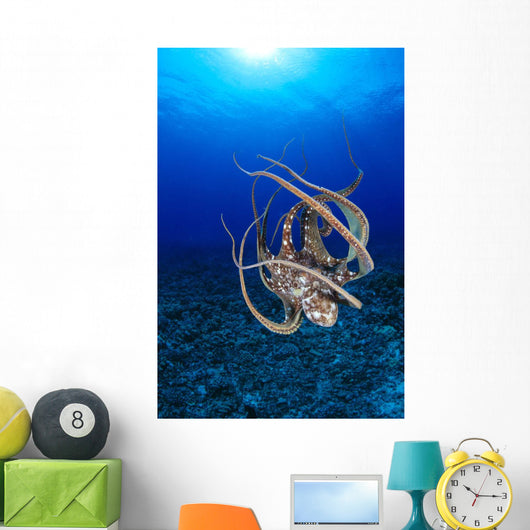 Hawaii, Day Octopus Floating To Reef Bottom, Sunburst Wall Mural