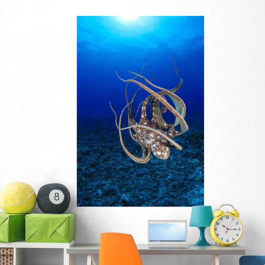 Hawaii, Day Octopus Floating To Reef Bottom, Sunburst Wall Mural