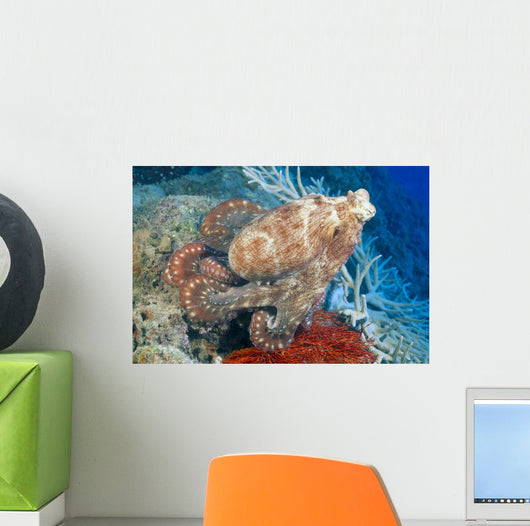 Fiji, Day Octopus Close-Up, Curled Up Sitting On Coral Wall Mural