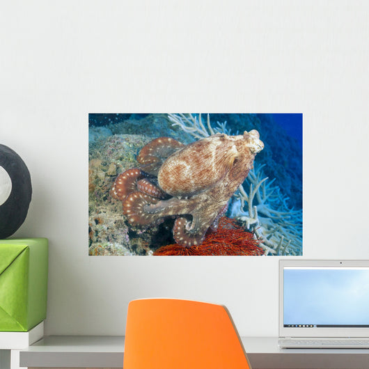 Fiji, Day Octopus Close-Up, Curled Up Sitting On Coral Wall Mural