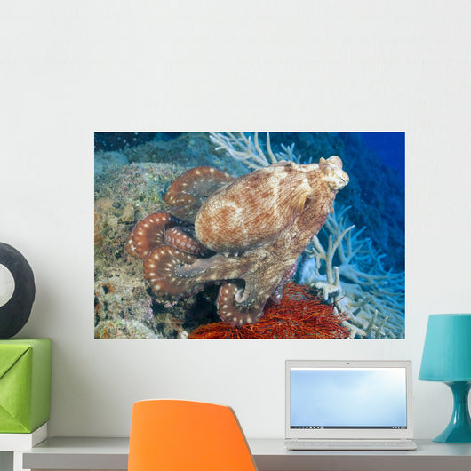 Fiji, Day Octopus Close-Up, Curled Up Sitting On Coral Wall Mural
