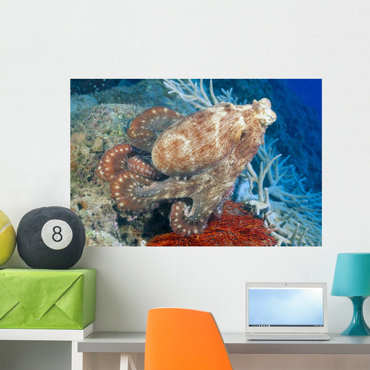 Fiji, Day Octopus Close-Up, Curled Up Sitting On Coral Wall Mural