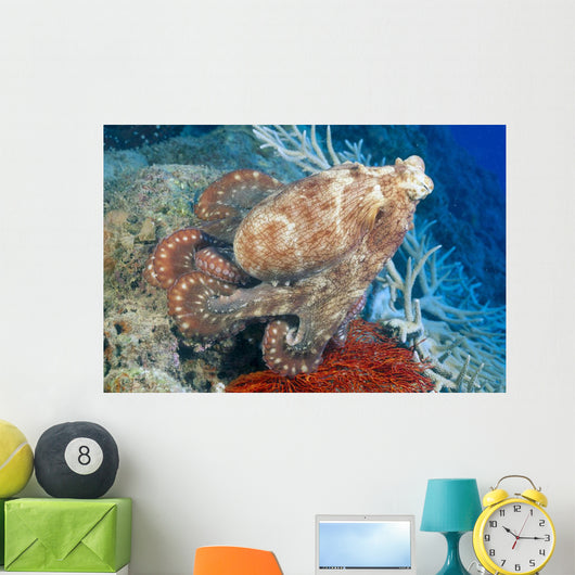 Fiji, Day Octopus Close-Up, Curled Up Sitting On Coral Wall Mural