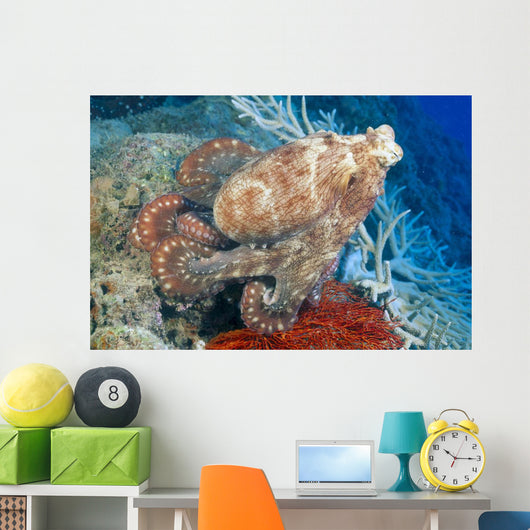 Fiji, Day Octopus Close-Up, Curled Up Sitting On Coral Wall Mural
