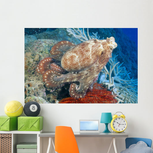 Fiji, Day Octopus Close-Up, Curled Up Sitting On Coral Wall Mural