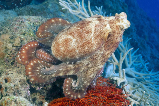 Fiji, Day Octopus Close-Up, Curled Up Sitting On Coral Wall Mural