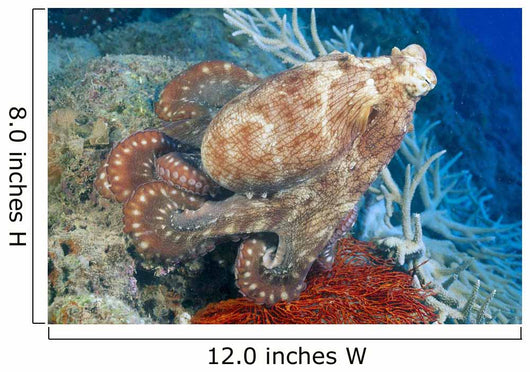 Fiji, Day Octopus Close-Up, Curled Up Sitting On Coral Wall Mural