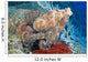 Fiji, Day Octopus Close-Up, Curled Up Sitting On Coral Wall Mural