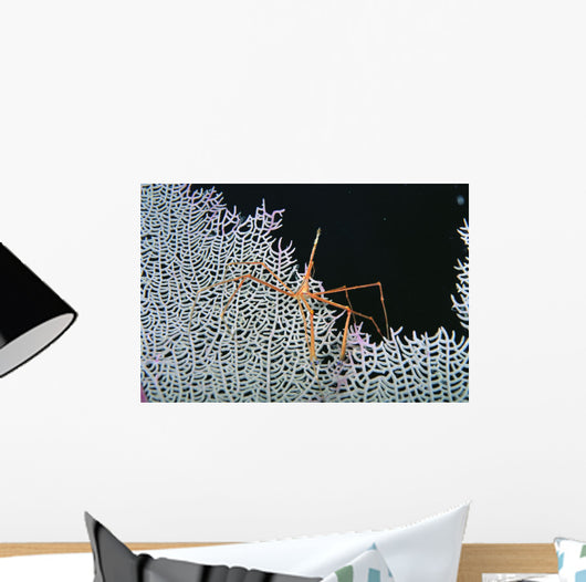 Close-Up Of Spider Crab On White Textured Background Against Black Wall Mural