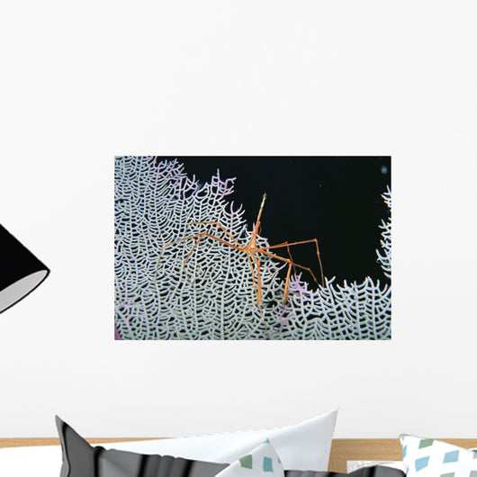 Close-Up Of Spider Crab On White Textured Background Against Black Wall Mural