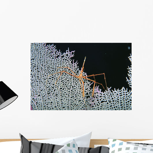 Close-Up Of Spider Crab On White Textured Background Against Black Wall Mural