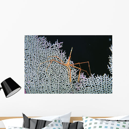 Close-Up Of Spider Crab On White Textured Background Against Black Wall Mural