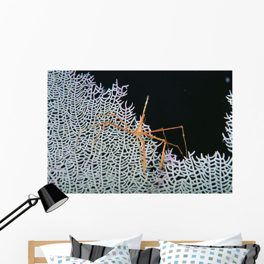 Close-Up Of Spider Crab On White Textured Background Against Black Wall Mural