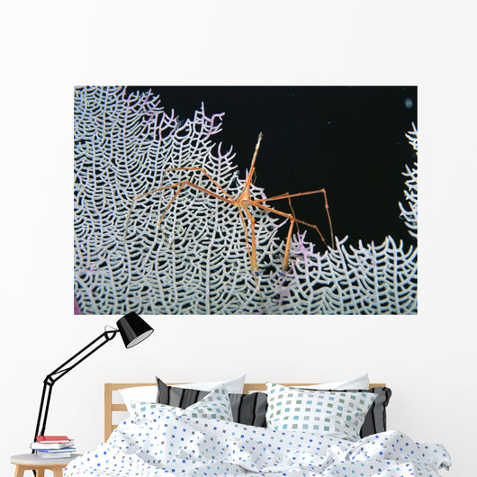Close-Up Of Spider Crab On White Textured Background Against Black Wall Mural