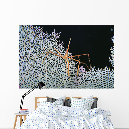 Close-Up Of Spider Crab On White Textured Background Against Black Wall Mural