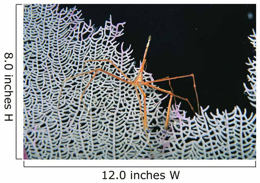 Close-Up Of Spider Crab On White Textured Background Against Black Wall Mural