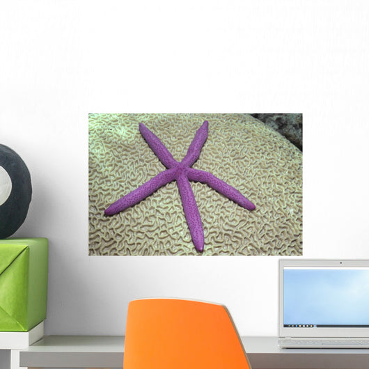 Indonesia, Pink Sea Star On Brain Coral Wall Mural