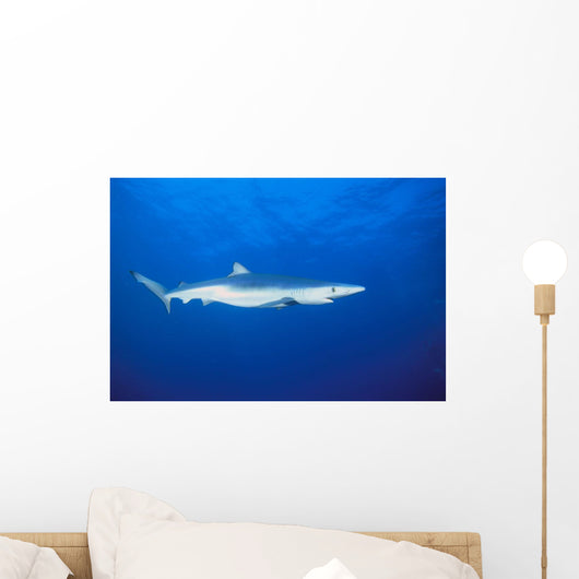 California, Blue Shark Clear Blue Water Near Surface, Side View Wall Mural