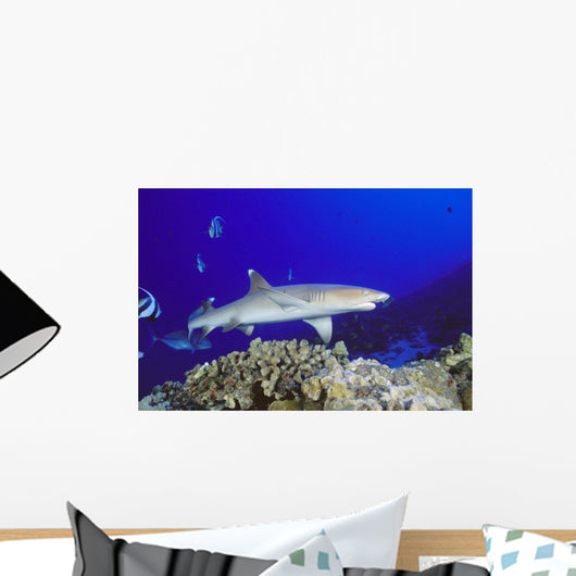 Hawaii, Whitetip Reef Shark Side View Of Shark Wall Mural