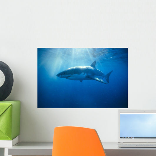 Australia, Great White Shark, White Pointer Sun Rays C2063 Wall Mural