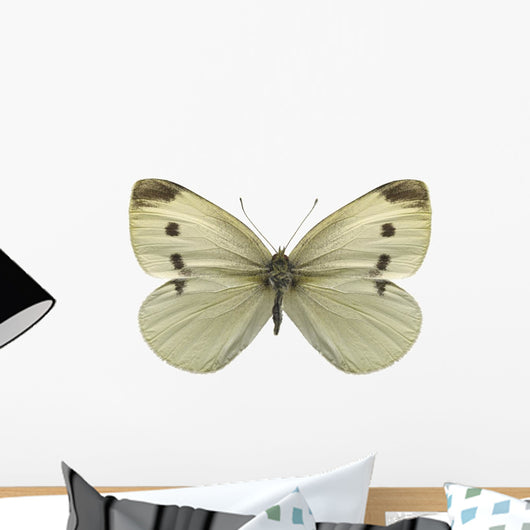Cabbage White Butterfly Wall Decal