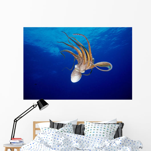Hawaii, Full Length View Day Octopus Floating Down From Surface Wall Mural