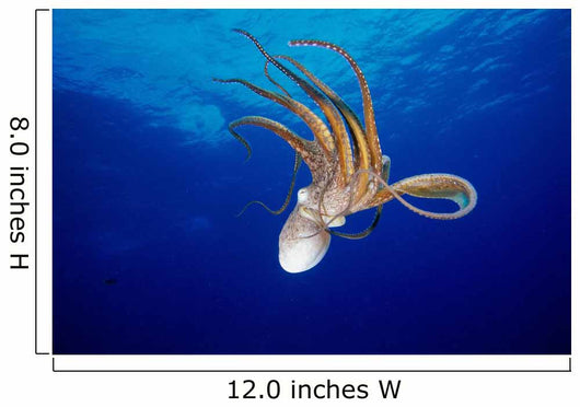 Hawaii, Full Length View Day Octopus Floating Down From Surface Wall Mural
